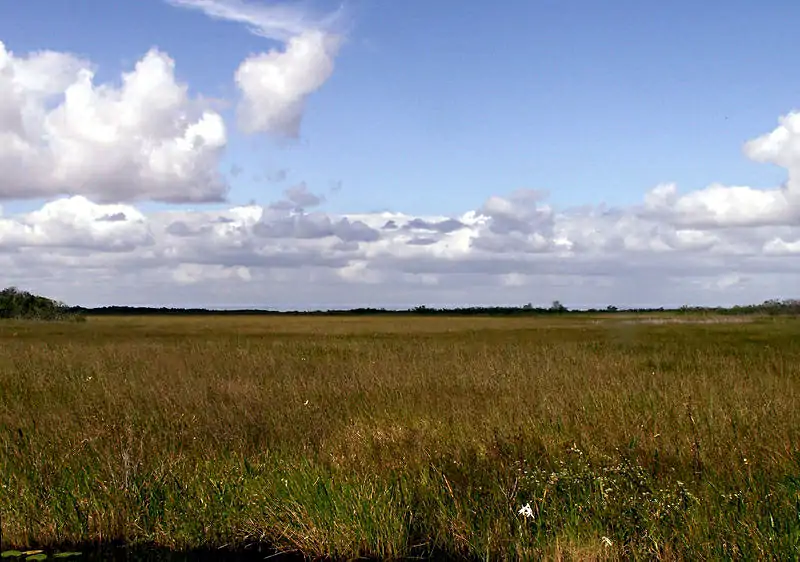 Sawgrass prairie in Everglades National Park north of Anhinga Trail
