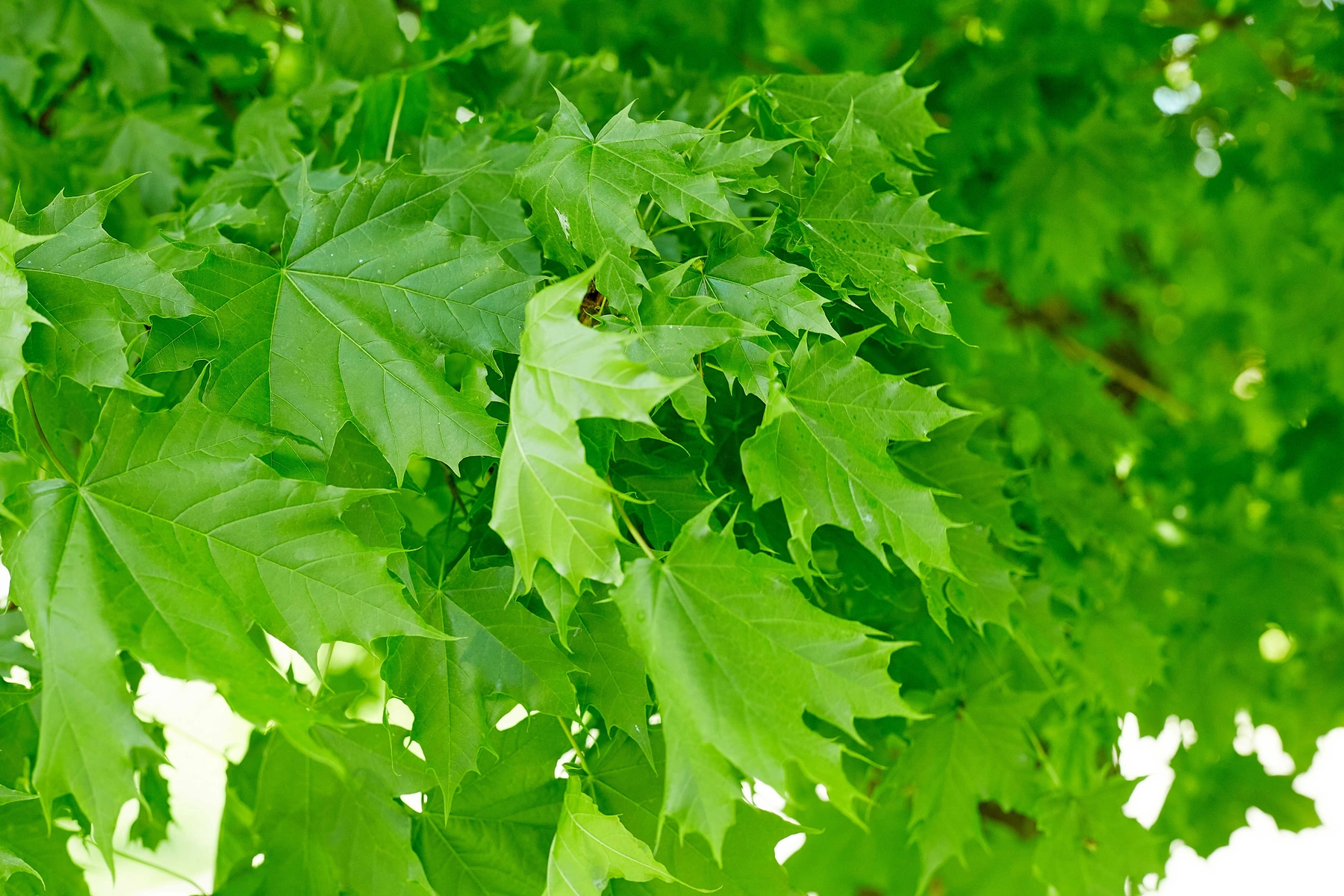 Sackett Tree Care — 1 BG Sackett Tree Care.webp